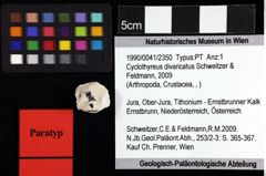 Foto (Objket + Etiketten) von Cyclothyreus divaricatus (Schweitzer & Feldmann, 2009) 